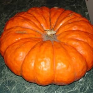 French guest on your site - Muscat de Provence pumpkin: why it is good and how to grow it correctly