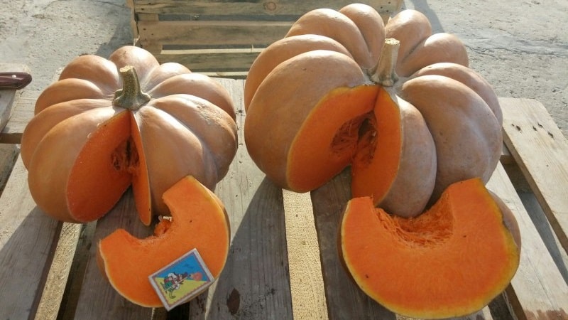 French guest on your site - Muscat de Provence pumpkin: why it is good and how to grow it correctly