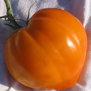 Pomodori resistenti e ad alta resa per serre e terreno - Pomodoro Golden Domes