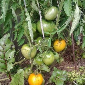 Tomato yang tahan lasak dan hasil tinggi untuk rumah hijau dan tanah - tomato Golden Domes