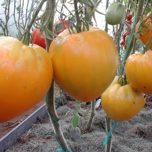 Tomates resistentes y de alto rendimiento para invernaderos y suelo - Tomate Golden Domes