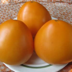 Tomates resistentes y de alto rendimiento para invernaderos y suelo - Tomate Golden Domes