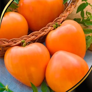 Tomato yang tahan lasak dan hasil tinggi untuk rumah hijau dan tanah - tomato Golden Domes