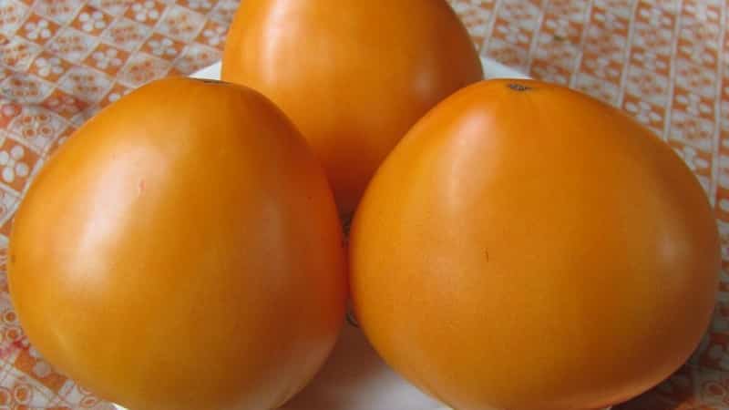 Tomato yang tahan lasak dan hasil tinggi untuk rumah hijau dan tanah - tomato Golden Domes