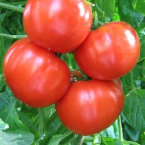 Tomate Khlynovsky simple et sans problème: caractéristiques et description de la variété