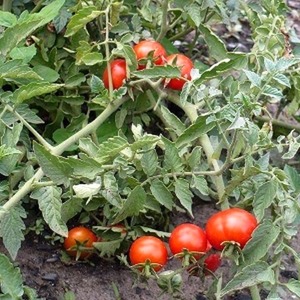 Tomate Khlynovsky simple et sans problème: caractéristiques et description de la variété