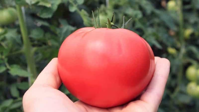 Ang isang kinikilalang paborito sa mga hardinero ay ang Rosy Cheeks tomato.