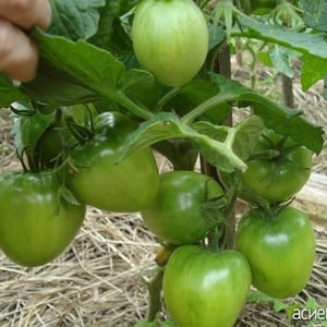 En tidlig modnende hybridsort fra sibiriske opdrættere - Ob Domes-tomaten og anmeldelser fra sommerboere om disse tomater