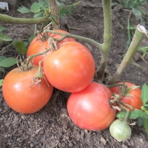 Eine früh reifende Hybridsorte sibirischer Züchter - die Ob Domes-Tomate und Bewertungen von Sommerbewohnern zu diesen Tomaten