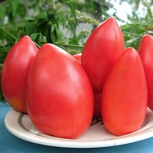 Isang early-ripening hybrid variety mula sa Siberian breeders - ang Ob Domes tomato at mga review mula sa mga residente ng tag-init tungkol sa mga kamatis na ito