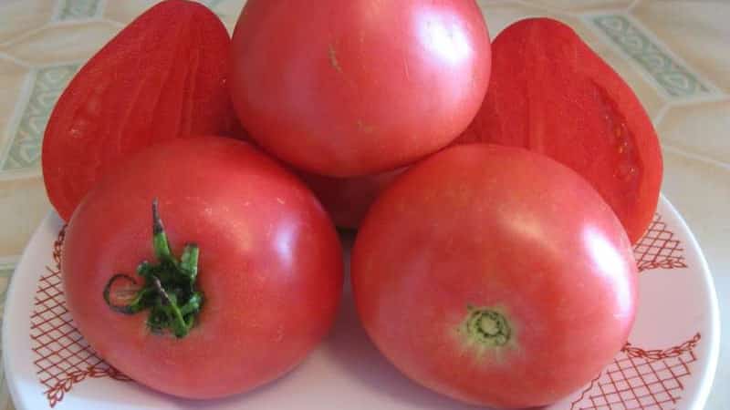 Varieti hibrid masak awal dari penternak Siberia - tomato Ob Domes dan ulasan daripada penduduk musim panas tentang tomato ini