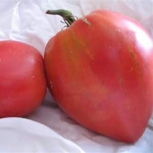 Varieti hibrid masak awal dari penternak Siberia - tomato Ob Domes dan ulasan daripada penduduk musim panas tentang tomato ini