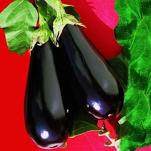 Qu'est-ce qui est bien avec la variété d'aubergine Epic et pourquoi cela vaut la peine de la cultiver