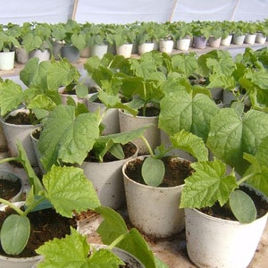 Why is Marble pumpkin so popular among farmers: one of the most delicious varieties that produces a rich harvest