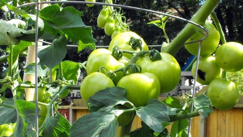 Una de las mejores variedades sin pretensiones y de maduración temprana: el tomate Lyubasha f1: rendimiento y características