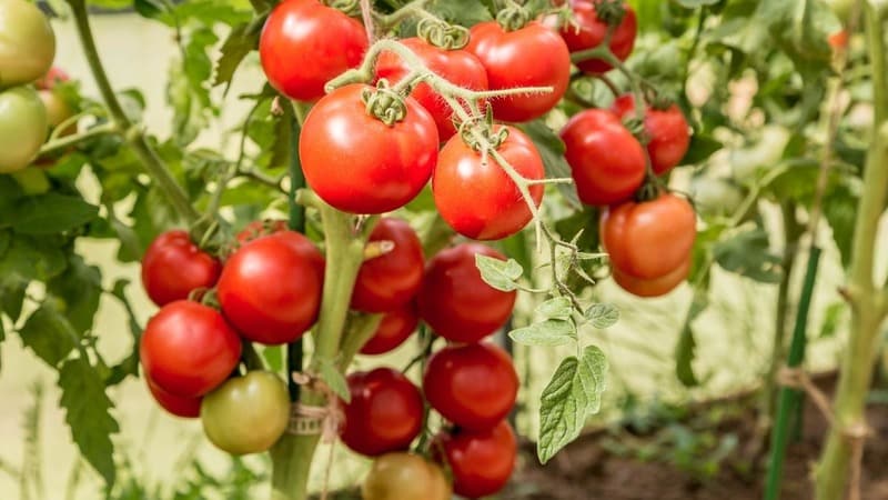 Una de las mejores variedades sin pretensiones y de maduración temprana: el tomate Lyubasha f1: rendimiento y características