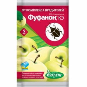 Как се различава пъпешът от лайка от другите сортове и струва ли си да се отглежда?