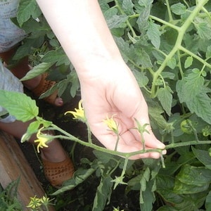 Waarom tomaten in de kas vetmesten en wat te doen als dit gebeurt: een leidraad voor actie en handige tips