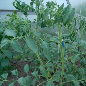 Por qué los tomates en invernadero engordan y qué hacer si esto sucede: una guía de acción y consejos útiles