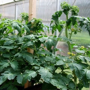 Por qué los tomates en invernadero engordan y qué hacer si esto sucede: una guía de acción y consejos útiles