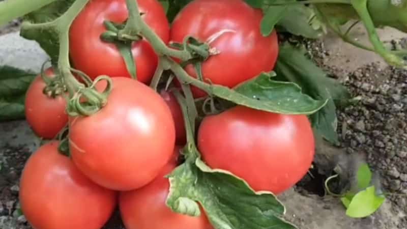 Varieti tomato merah jambu yang matang, tumbuh rendah, Pink Bush f1