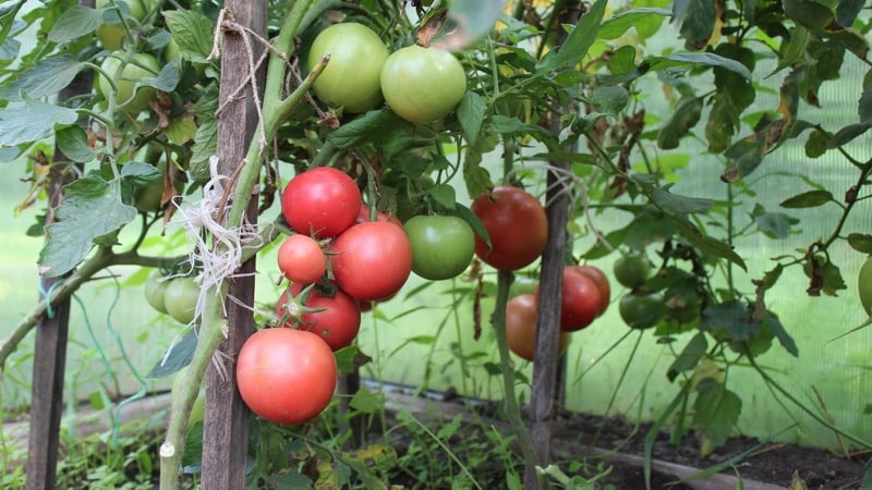 Varieti tomato merah jambu yang matang, tumbuh rendah, Pink Bush f1