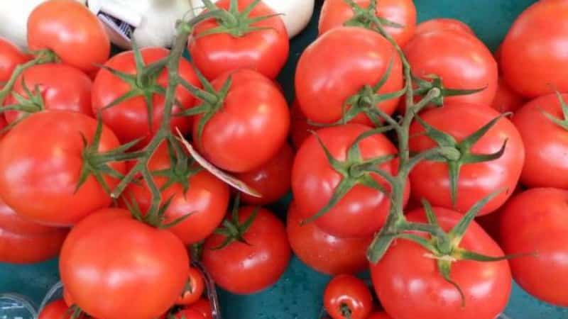 Varieti tomato merah jambu yang matang, tumbuh rendah, Pink Bush f1