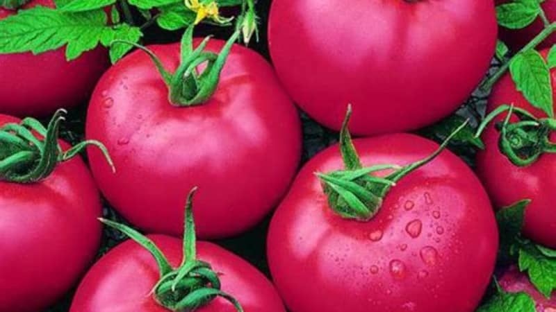 Varieti tomato merah jambu yang matang, tumbuh rendah, Pink Bush f1