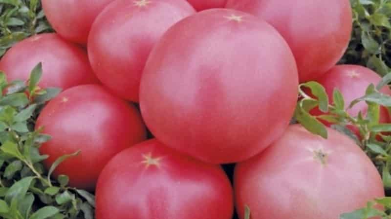 Vroegrijp, laagblijvend, roze tomatenras Pink Bush f1