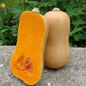 Una de las favoritas de jardineros y cocineros: calabaza butternut: la cultivamos sin problemas y la utilizamos en deliciosas recetas.