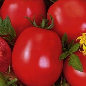 Universal, produktif, masak awal dan sangat disukai oleh penduduk musim panas, tomato Siberian Miracle