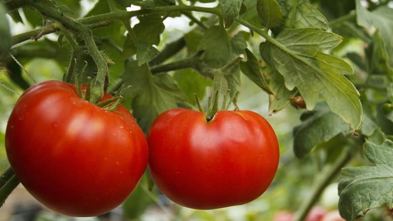 Universal, produktif, masak awal dan sangat disukai oleh penduduk musim panas, tomato Siberian Miracle