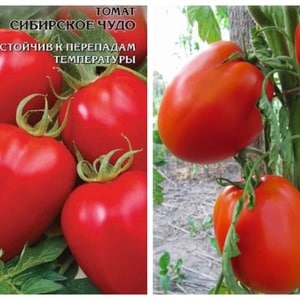 Universal, produktiv, tidlig modning og så elsket af sommerbeboere, Siberian Miracle tomaten