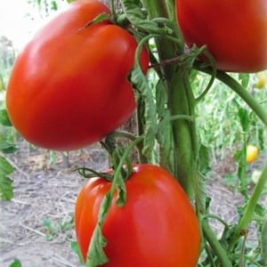 Universal, produtivo, de maturação precoce e tão apreciado pelos veranistas, o tomate Siberian Miracle