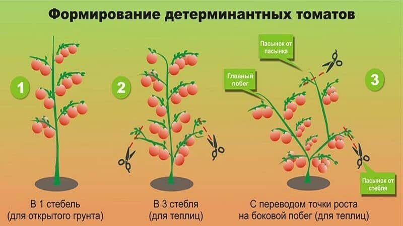 Oversikt over Gardener-tomaten: fordeler og ulemper, vekstforhold og egenskaper til den ferdige avlingen