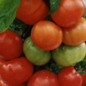 A favorite of vegetable growers, a variety donated by Russian breeders - tomato Olya F1