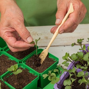 High yields at minimal cost - Spasskaya Tower f1 tomato: reviews from gardeners and growing secrets