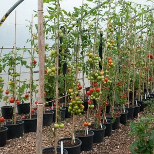 Altos rendimientos a un costo mínimo - Tomate Spasskaya Tower f1: reseñas de jardineros y secretos del cultivo