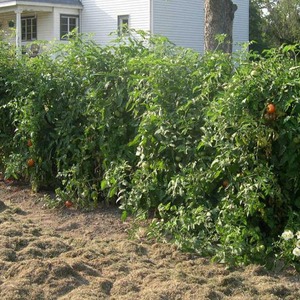 High yields at minimal cost - Spasskaya Tower f1 tomato: reviews from gardeners and growing secrets