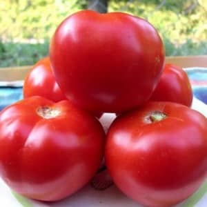 High yields at minimal cost - Spasskaya Tower f1 tomato: reviews from gardeners and growing secrets