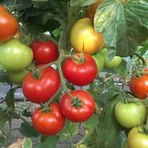 Idéale pour les climats frais, mais donnant en même temps une récolte riche, la tomate Marfa F1