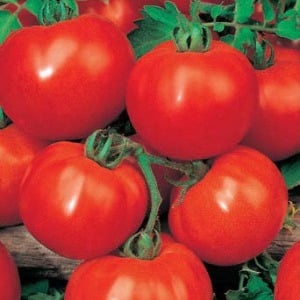 Ideal for cool climates, but at the same time giving a rich harvest, the Marfa F1 tomato