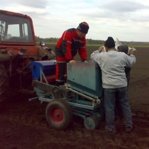 Cosa determina la resa dell'aglio e come aumentarla: consigli di agricoltori esperti e sfumature di coltivazione