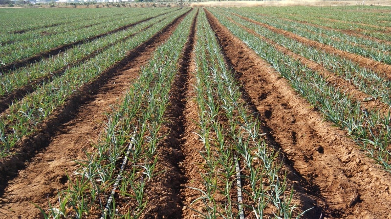 Cosa determina la resa dell'aglio e come aumentarla: consigli di agricoltori esperti e sfumature di coltivazione