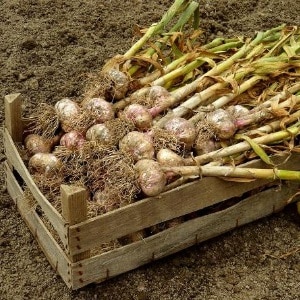 Was den Knoblauchertrag bestimmt und wie man ihn steigert: Ratschläge erfahrener Landwirte und Nuancen des Anbaus