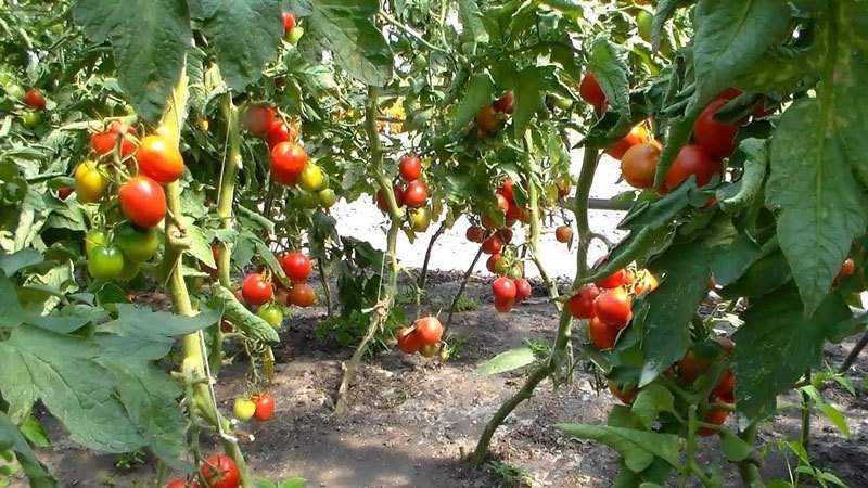 Varietà ibrida di allevatori giapponesi: pomodoro Pink Paradise F1