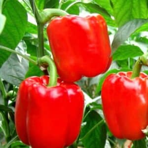 Variedade de pimenta doce e suculenta Tolstyachok para estufas e terrenos abertos