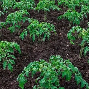 Coltiviamo il pomodoro Miracolo rosa F1 dalla semina al raccolto: recensioni degli agricoltori e raccomandazioni pratiche