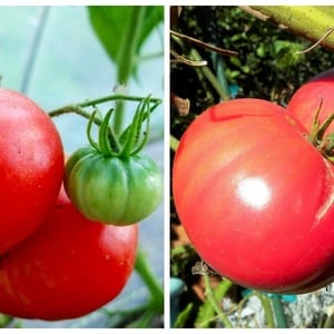 Coltiviamo il pomodoro Miracolo rosa F1 dalla semina al raccolto: recensioni degli agricoltori e raccomandazioni pratiche