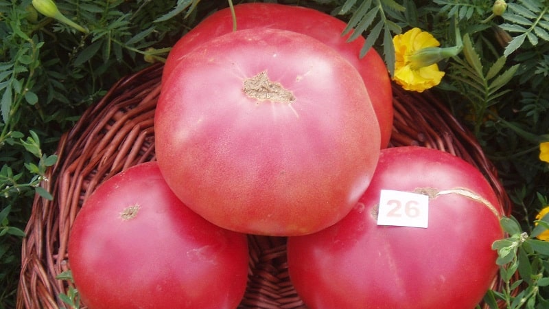 Wir bauen die Tomate Pink Miracle F1 von der Aussaat bis zur Ernte an: Bewertungen von Landwirten und praktische Empfehlungen